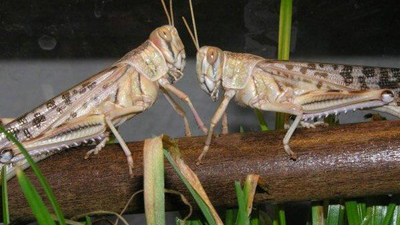 Увага! Небезпека! Сарана!